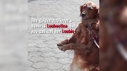 time out chicago New York's most adorable dog hugs strangers