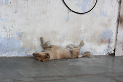 And So I Did Not Shoot The Brahma Mandir .. Dogs Muslim Photographers Not Allowed In Brahma Mandir Pushkar by firoze shakir photographerno1