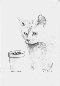 Le dessin du jour : chat intrigué au crayon hb - F. Claire - L' F est  Claire Claire Frelon artiste peintre à Etel