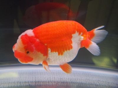 気になったランチュウタイプの金魚 金魚