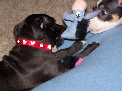 Tug of war