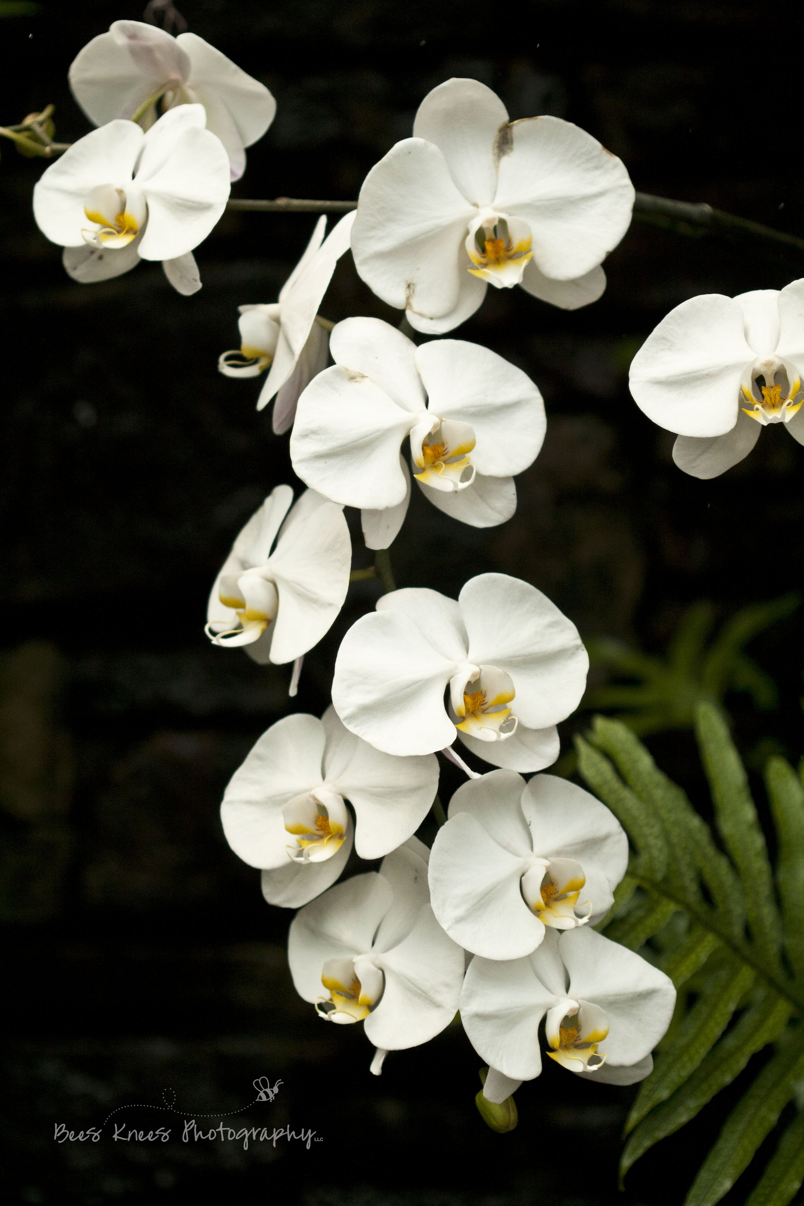 White Orchid Types