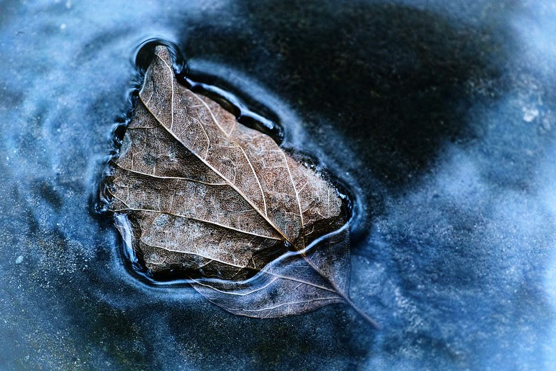 winter leaf