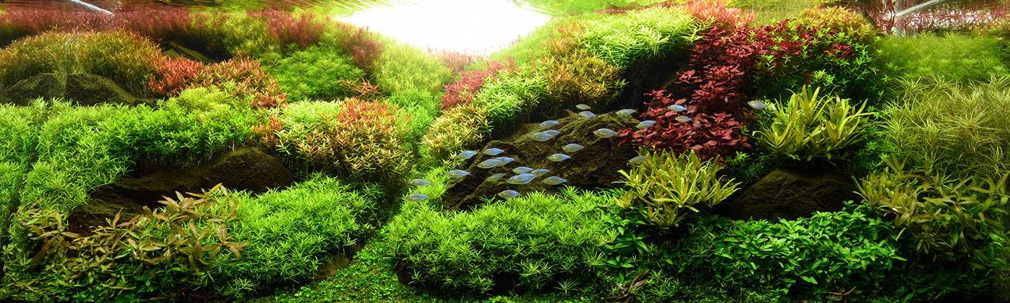 Aqua Take E 水草レイアウト水槽 熱帯魚なら アクアテイク Eへ