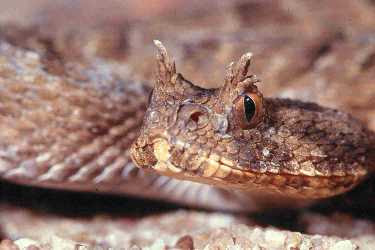 aka Many Horned Adder
