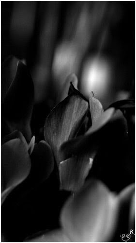 fleur macro