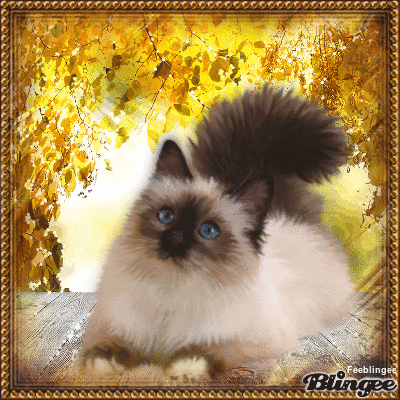 Chat Siamois Angora