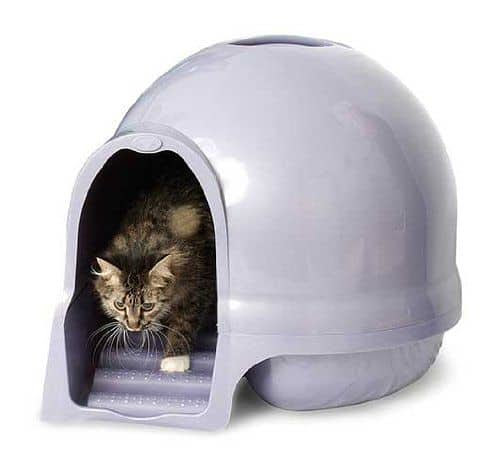 Hygiene Quelle Litiere Et Antiodeur Choisir Pour Mon Chat Jardingue