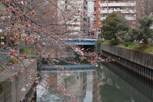 Cherry tree