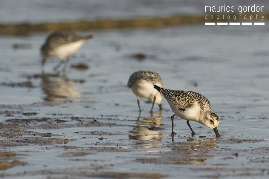 sanderling_DSC6136