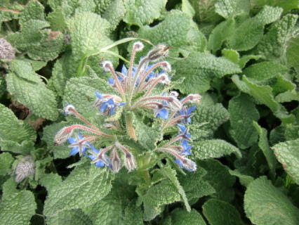 無農薬ハーブのエディブルフラワー 食用花