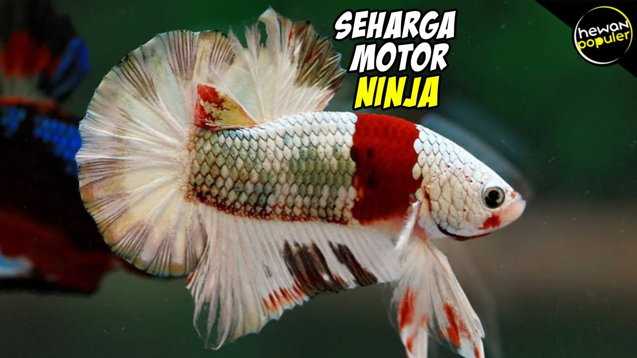 Protein ketiganya juga sangat tinggi dan bisa menggantikan peran tepung ikan yang harganya mahal. Ikan Cupang Termahal Dan Tercantik Di Dunia Ikan Hias Cupang Kontes Cupang Hias Paling Populer Otosection