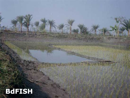 Aquaponics river water ~ Easy Aquaponics