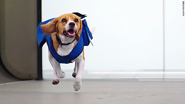 Sherlock on the case: KLM pooch solves mysteries, wins hearts at Amsterdam Airport Schiphol.