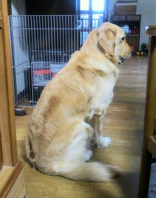 ワンコの安全のために 石油ストーブ用のストーブガードを購入してみました マーサと犬と猫と
