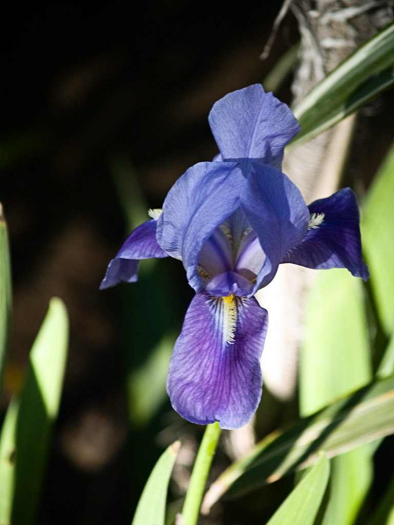 Blue Iris