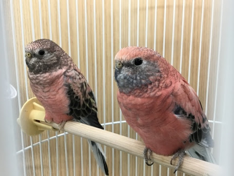 桃色が美しいアキクサインコとは 生態や飼い方紹介 小動物の総合情報サイト ペットスマイルニュースforスモマル