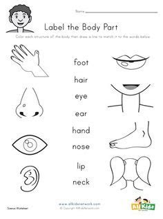  pin on body parts worksheets pdf