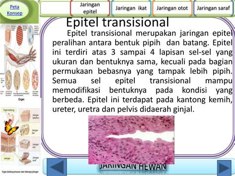 struktur  fungsi jaringan  manusia  hewan vertebrata