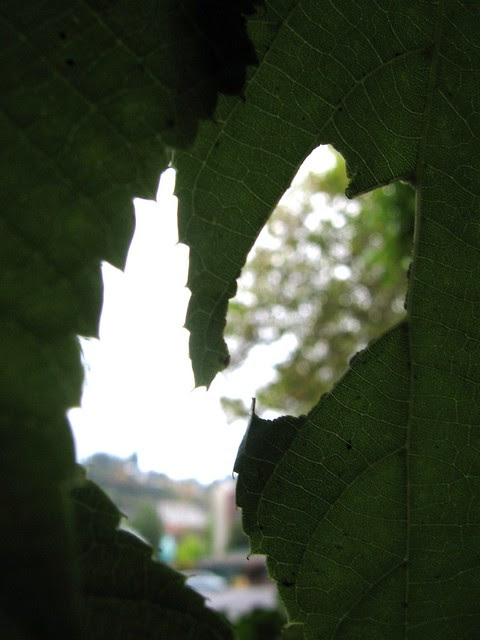 early fall foliage