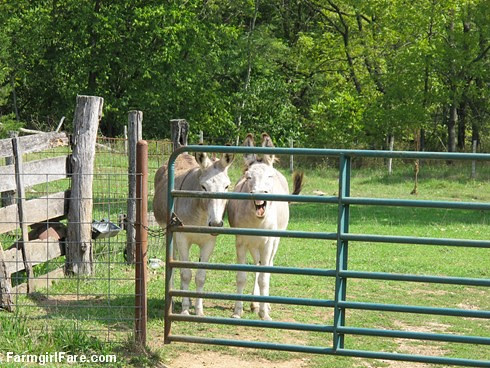 Dolores and Daphne doing the donkey treat death stare (4) - FarmgirlFare.com