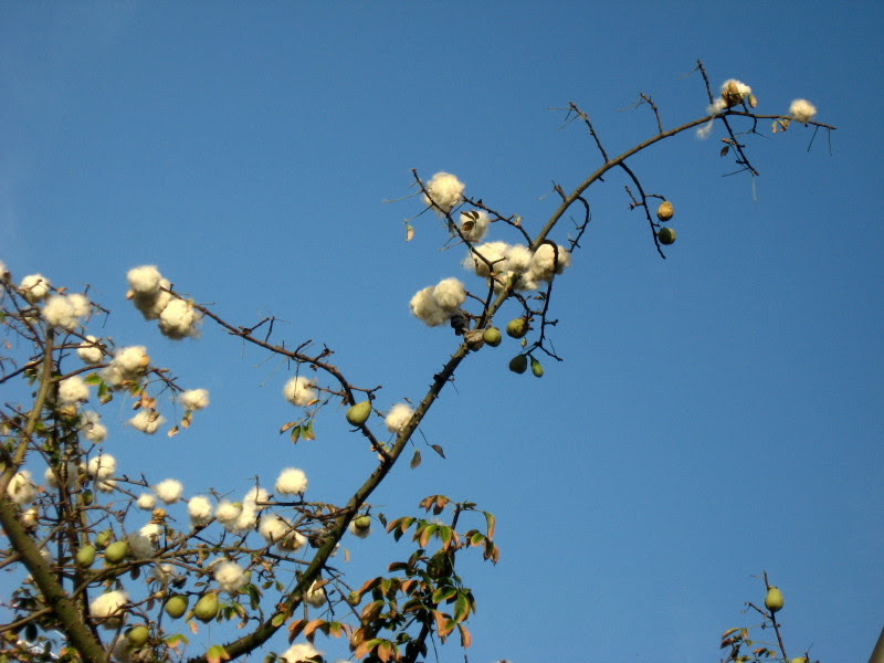 27-11-2008-cottonwoolontree3