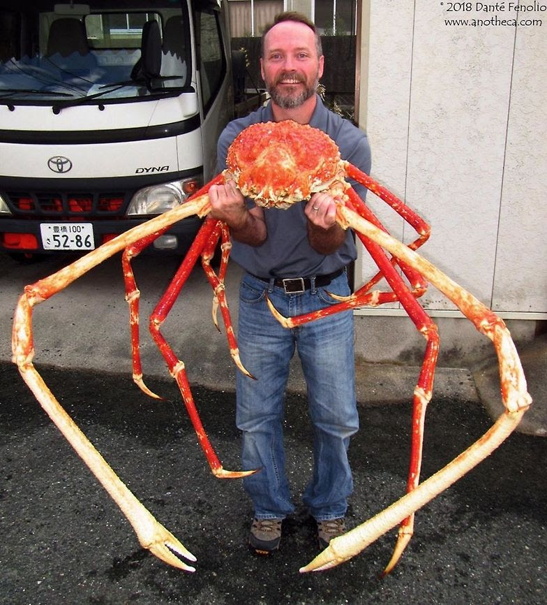 Giant Japanese Spider Crab Natureisfuckinglit