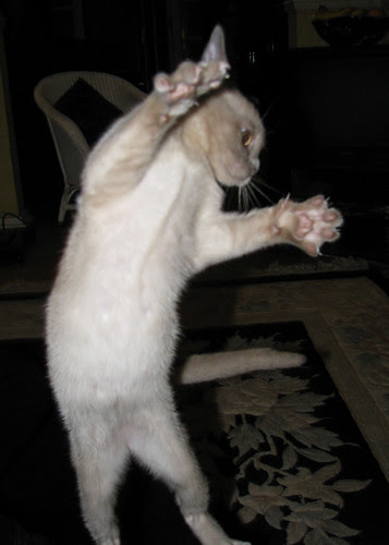 Dancing Kitten YMCA.... by Liz Walker 1975.