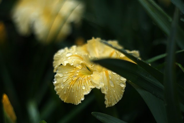 irises, o'bryant square