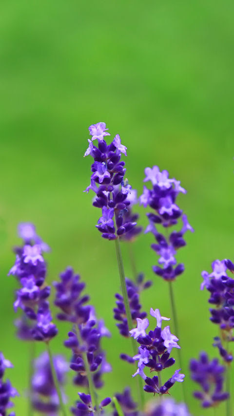 待ち受け ラベンダーの花 携帯電話 スマートフォン待ち受け画像 兵庫と神戸の写真ブログ