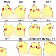 オカメインコ 10 Pixiv年鑑 B