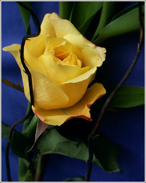 flowers roses yellow. This yellow rose of friendship