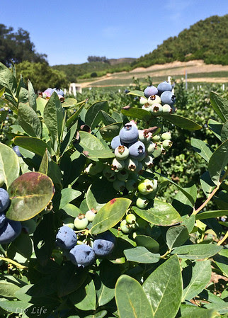 Fairfield Farms U-Pick Organic Blueberries, Pauma Valley, CA