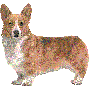 ウェルシュ コーギー ペンブロークのイラスト 条件付フリー素材集