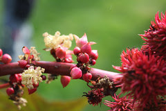 Ricinis communis