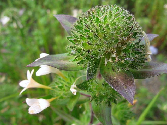 Flowers 3