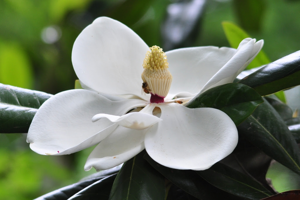 大きな白い花が咲く タイサンボク 楽しい自然ウォッチング