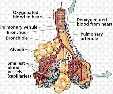 Drag each label to the appropriate location on this diagram of the human respiratory system.