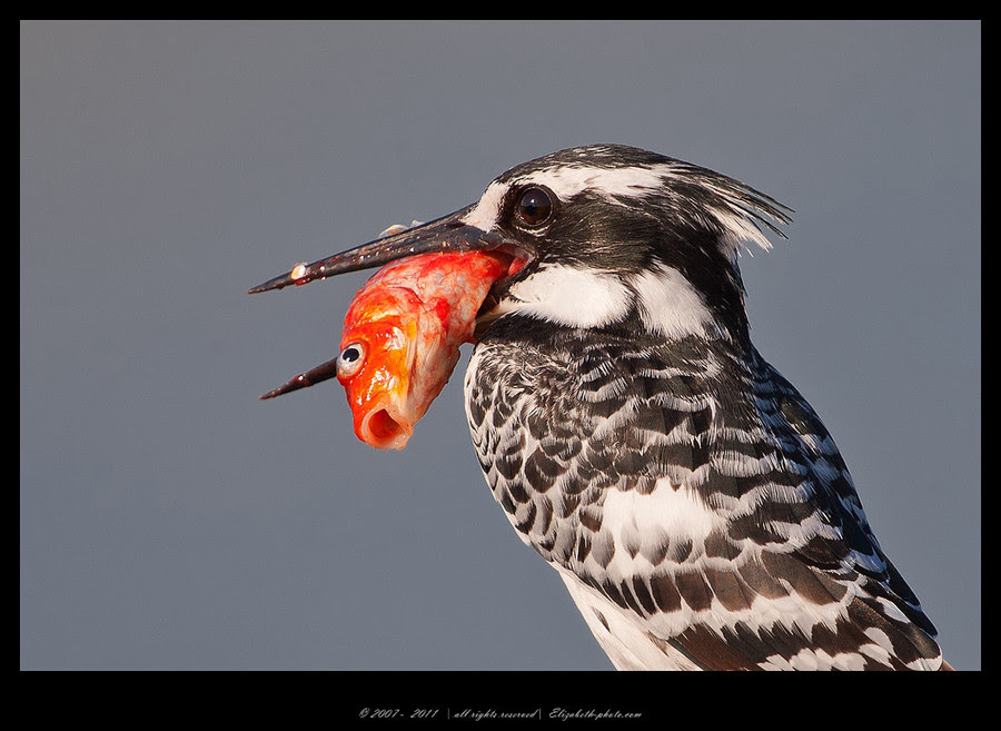 500px favs, rg443