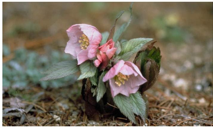 高山帯に生育する珍しいクリスマスローズ ヘレボルス チベタヌス 間もなく見頃です ニュースリリース 阪神電気鉄道株式会社