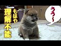 壁紙 柴犬 子犬 かわいい 193313
