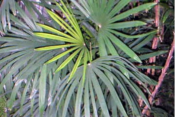 ２月１７日 棕櫚竹 しゅろちく ３６６日への旅 誕生花編 今日は誕生花