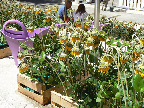 tournesols.jpg