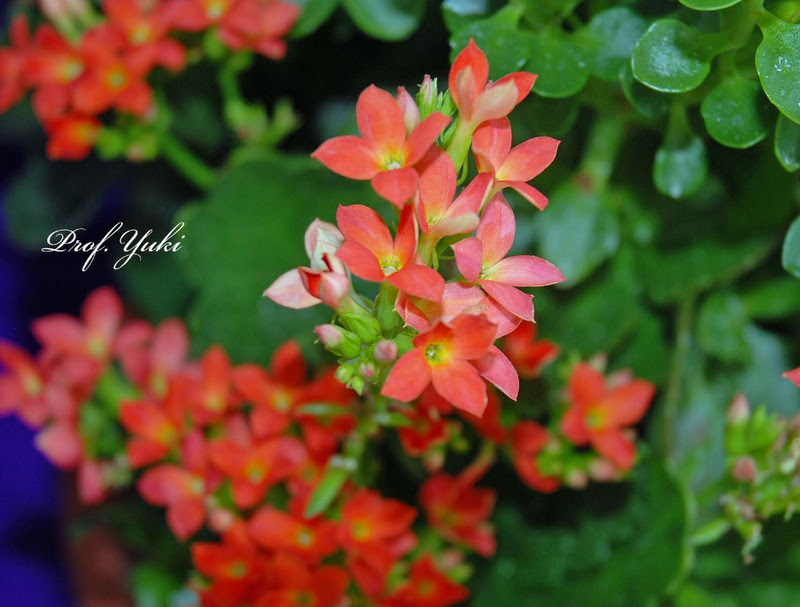カランコエ5種寄せ植えの 各色の花が満開を迎えています プロフ ユキのブログ