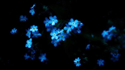 Wallpaper Flowers Blue