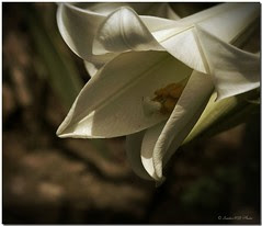 Lost in a flower / Perdido en una flor
