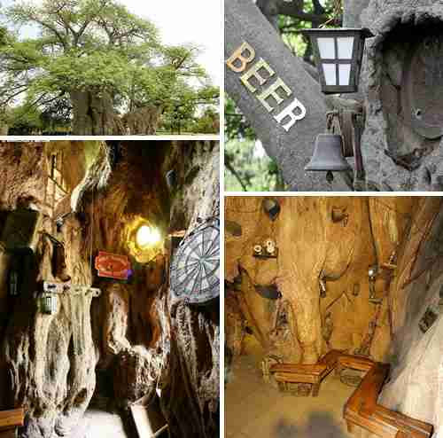 Baobab Bar: Μέσα σε δέντρο