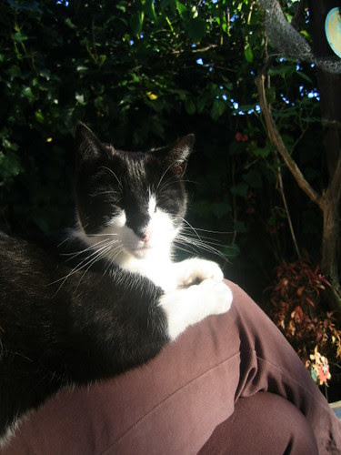 Happy Cat happy birthday cat funny. Happy Cat
