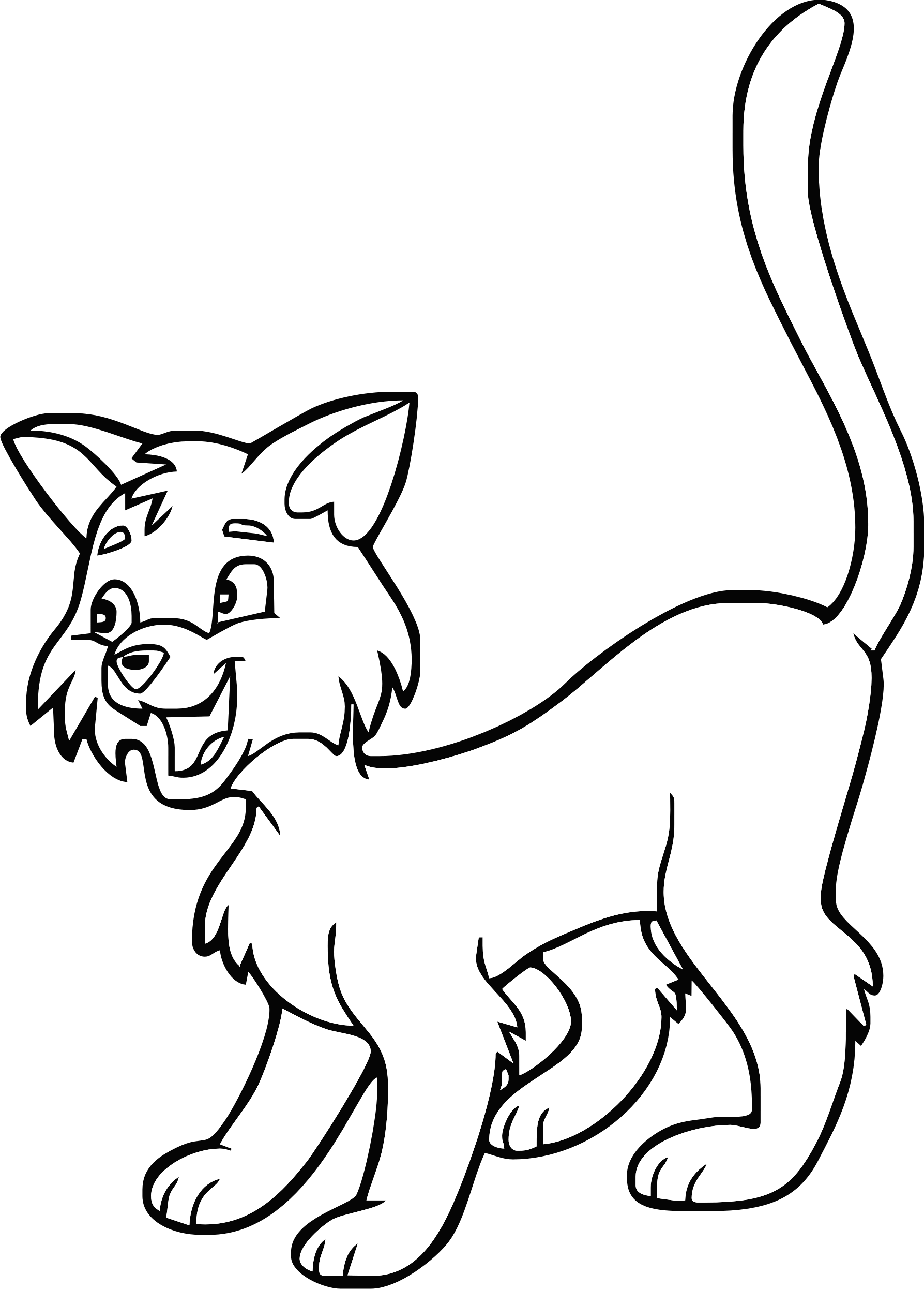 gatto
