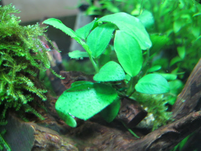 水草水槽なの シダ病の前兆